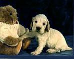 Puppy and teddy bear