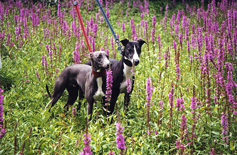 Whippets in a field picture