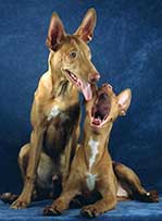 Pharoah hounds