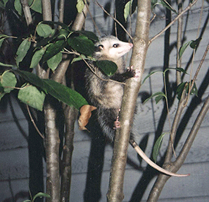 Possum in a tree