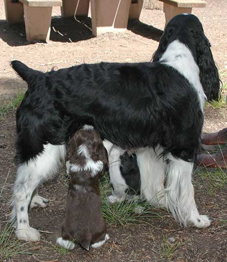 mother and puppy picture