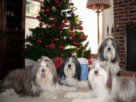 Bearded collies at christmas picture