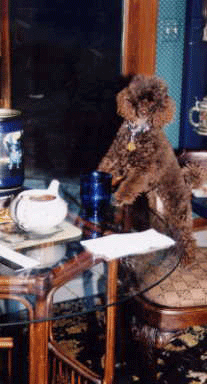 Poodle enjoying tea