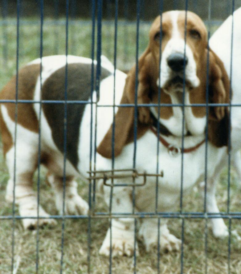 basset hound picture