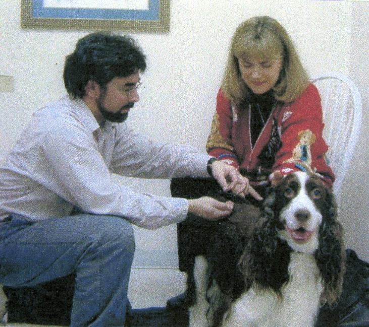 dog taking acupuncture