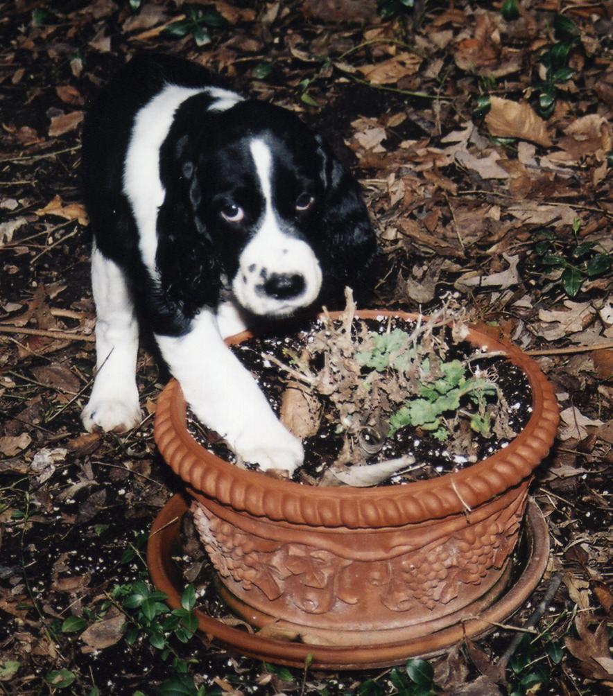 puppy digging in a pot