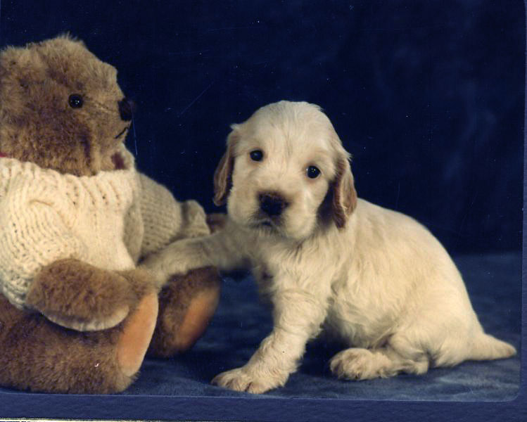 puppy and teddy bear