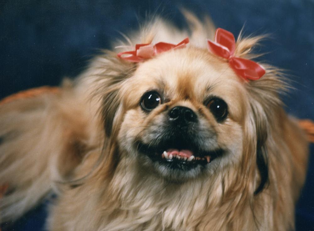 pekingese picture