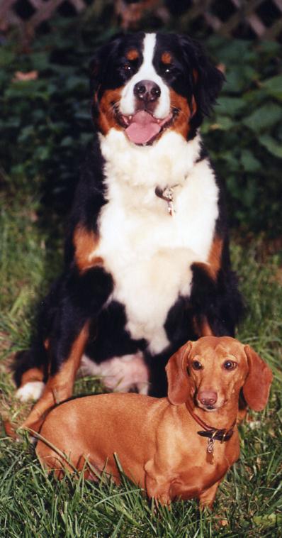 Bernese Mountain Dog and Dachsund