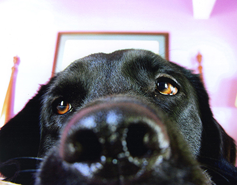 Black lab nose picture