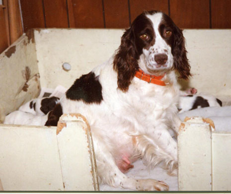 mother spaniel and pups