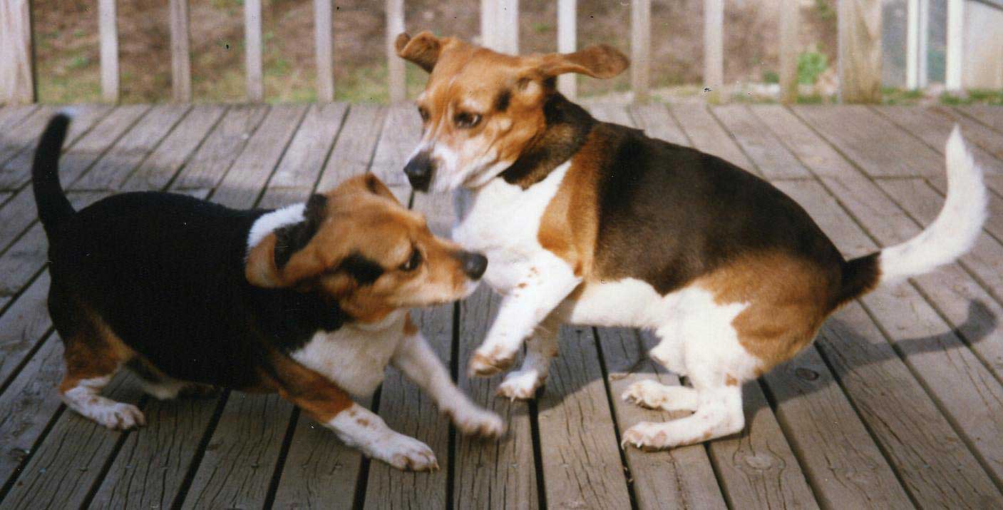 Beagles