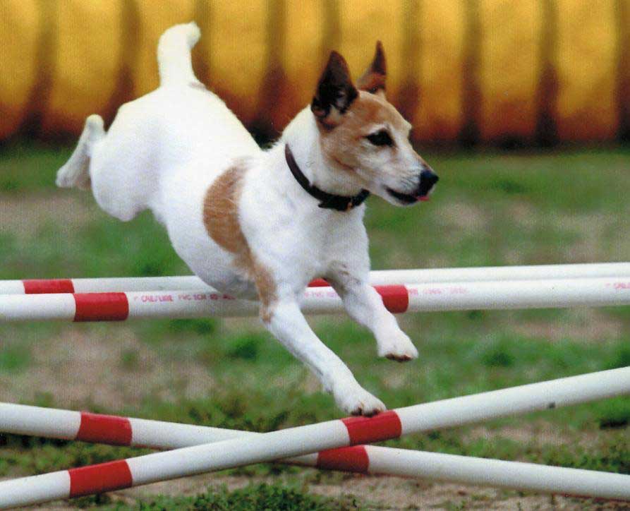 fun in agility ring