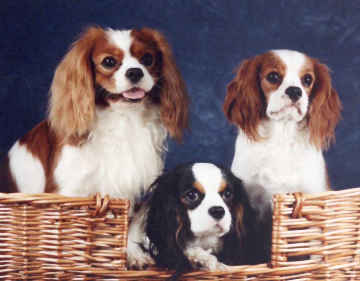 3 lovely cavalier spaniels picture