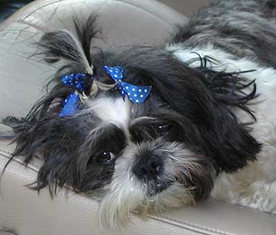 Shih Tzu picture